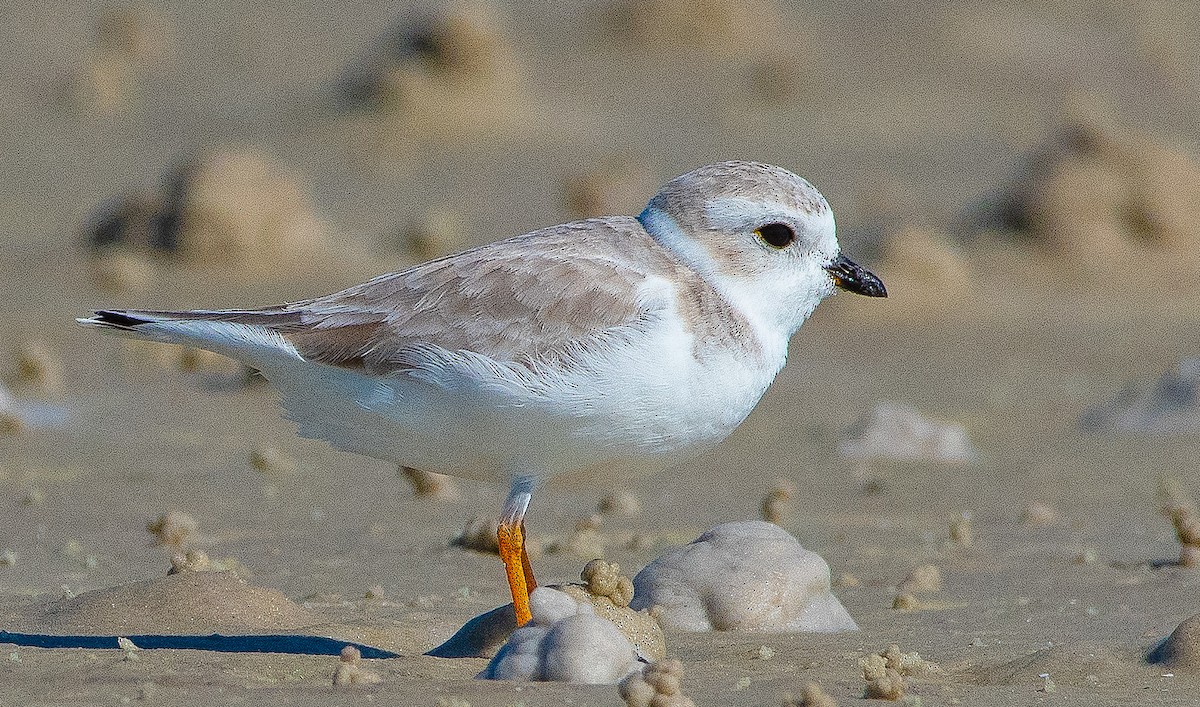 pipelo - ML645872513