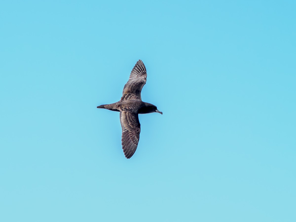 lysbeinlire - ML645872514