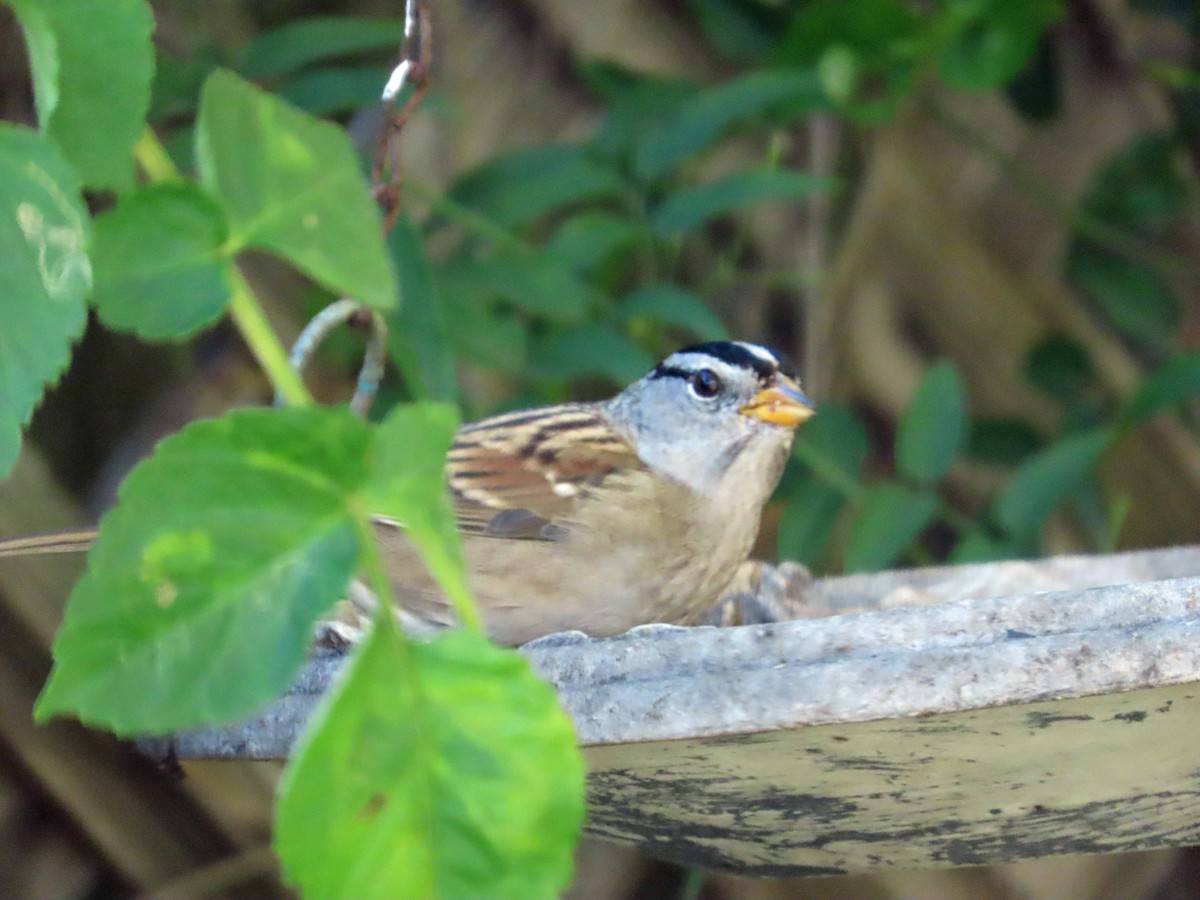 hvitkronespurv - ML645872515