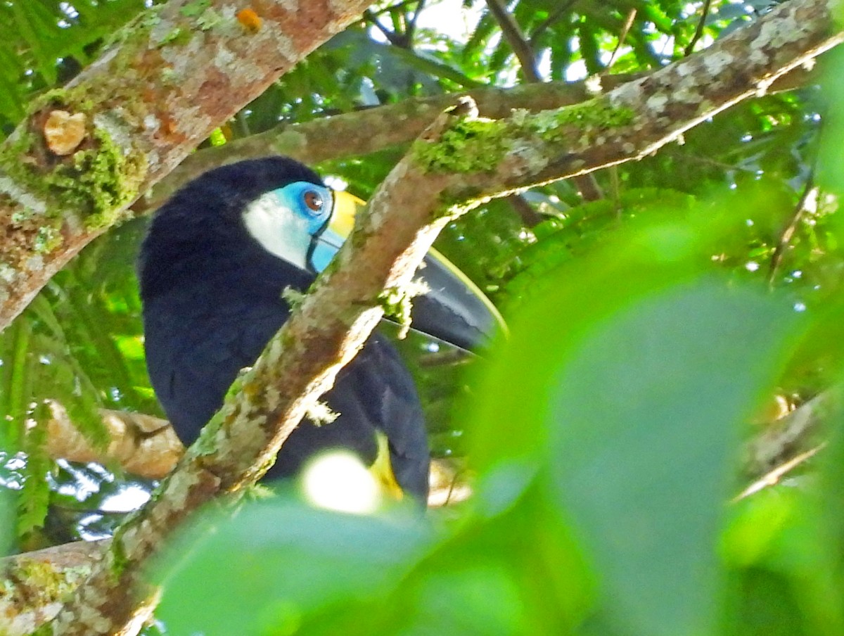 vinnebbtukan - ML645872516