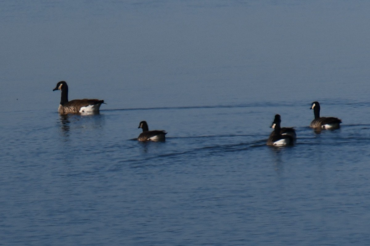 polargås - ML645872518