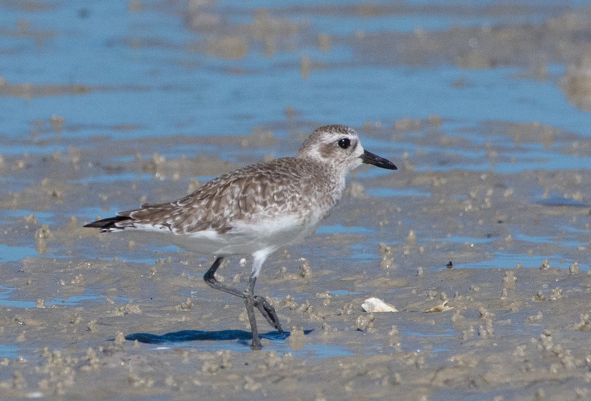 tundralo - ML645872519