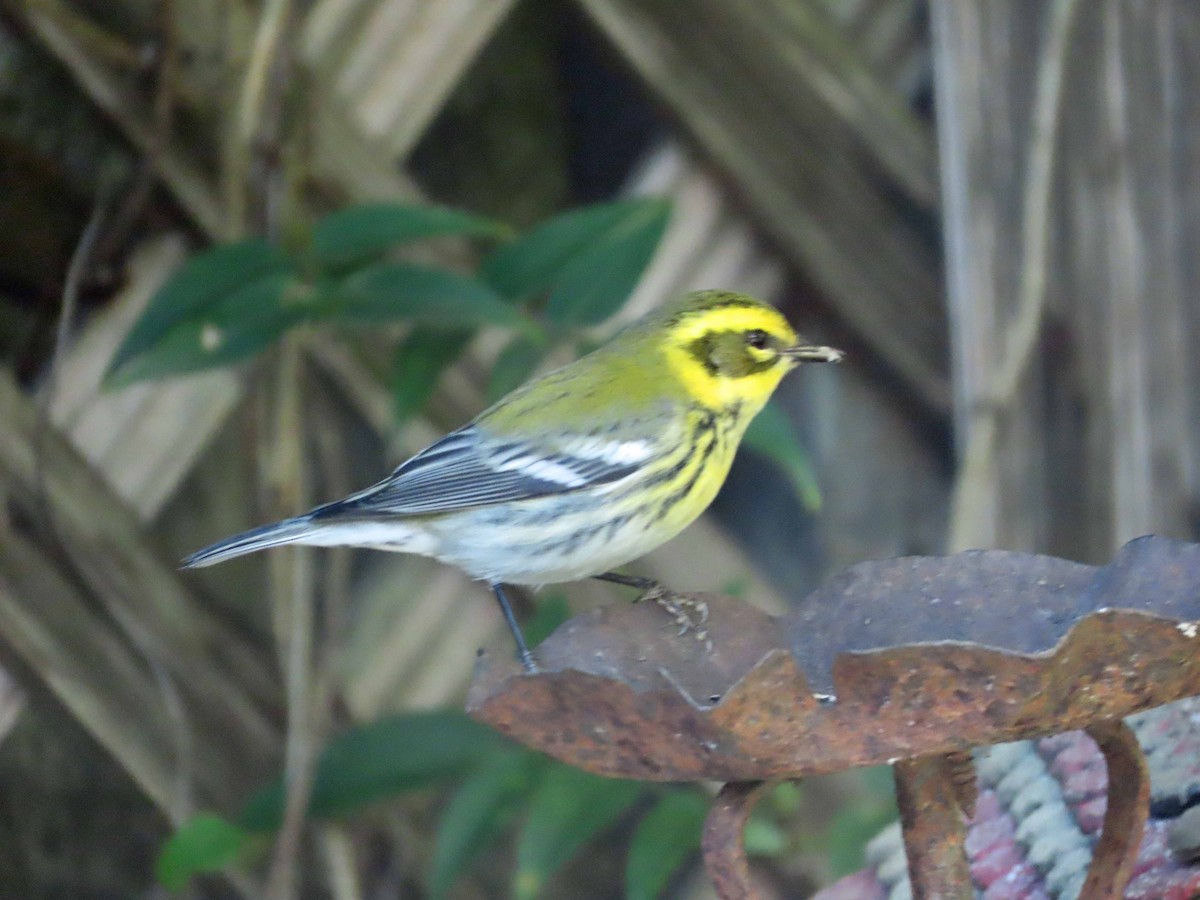 granparula - ML645872520