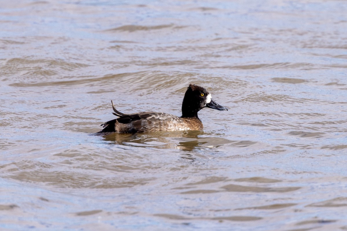 コスズガモ - ML645872528