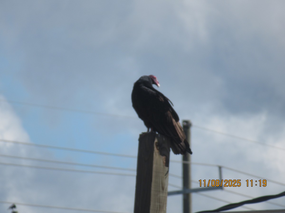 Turkey Vulture - ML645872544