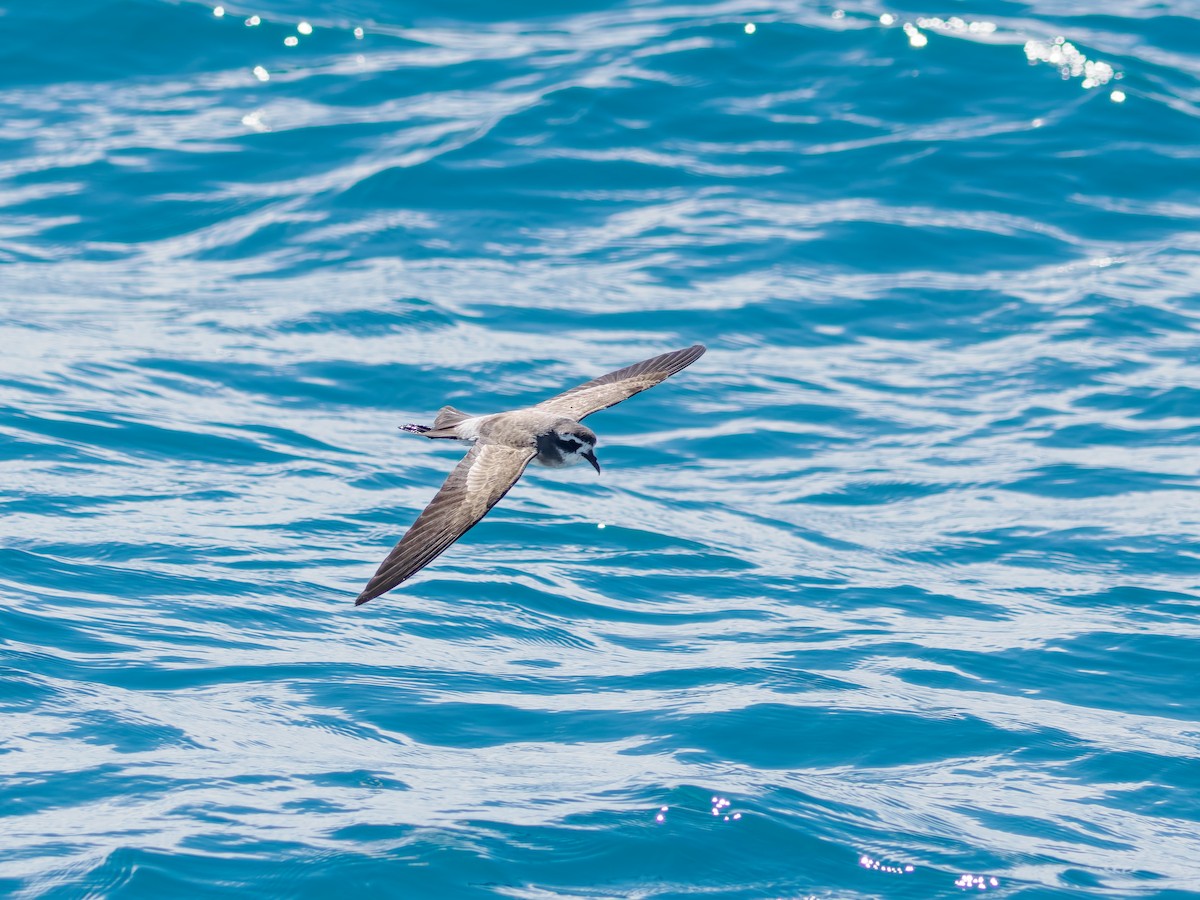 fregattstormsvale - ML645872549