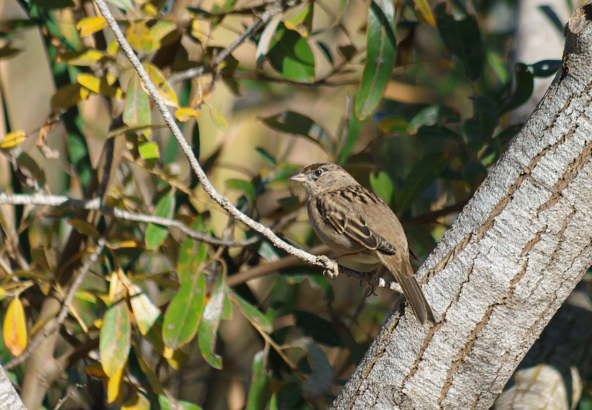 Golden-crowned Sparrow - ML645872550