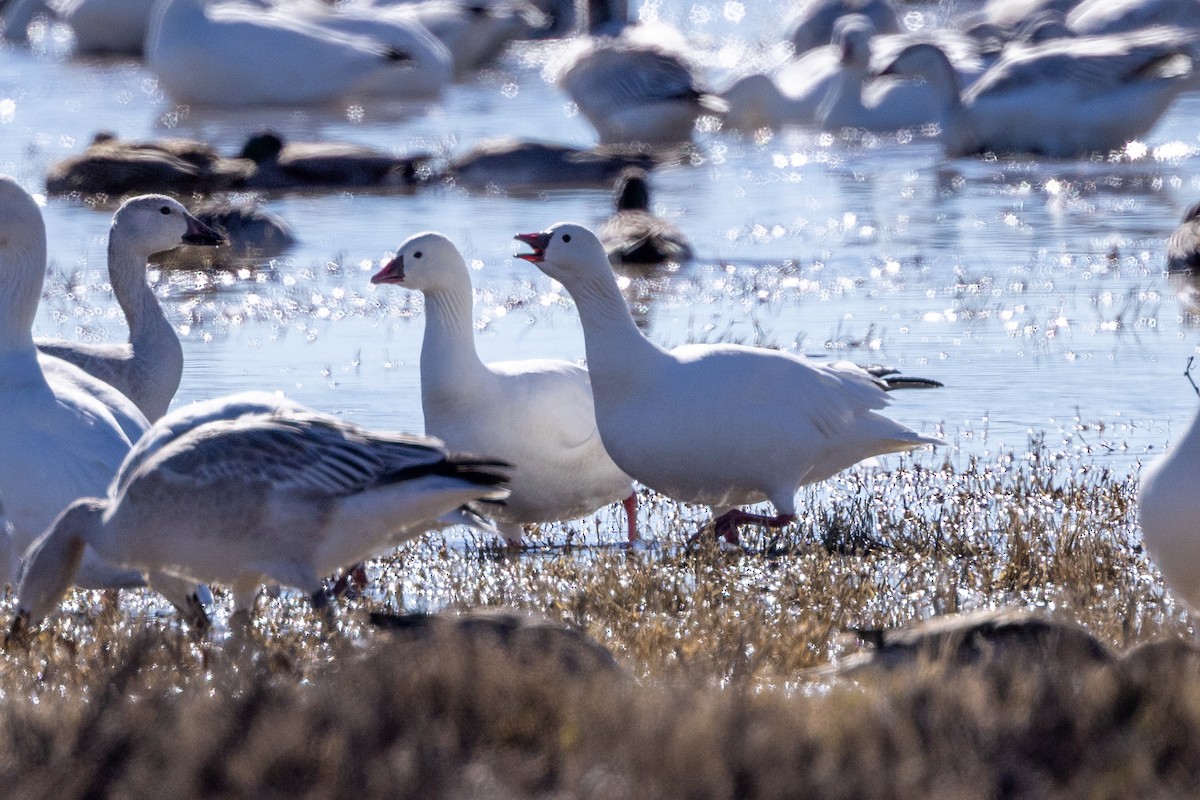 Ross's Goose - ML645872553