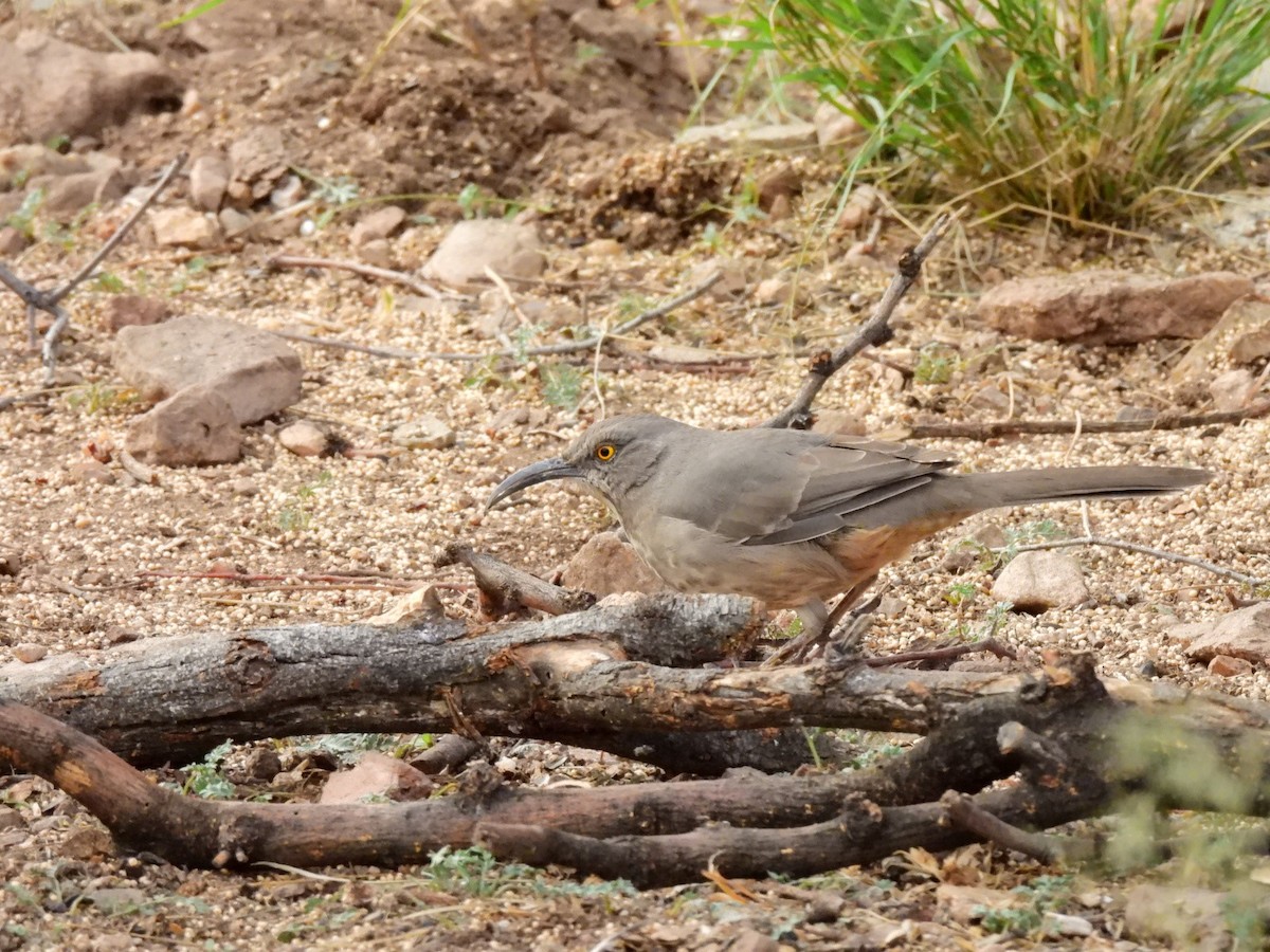 Curve-billed Thrasher - ML645872560