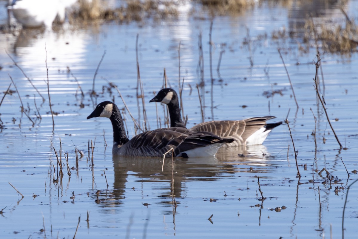 小加拿大雁 - ML645872564