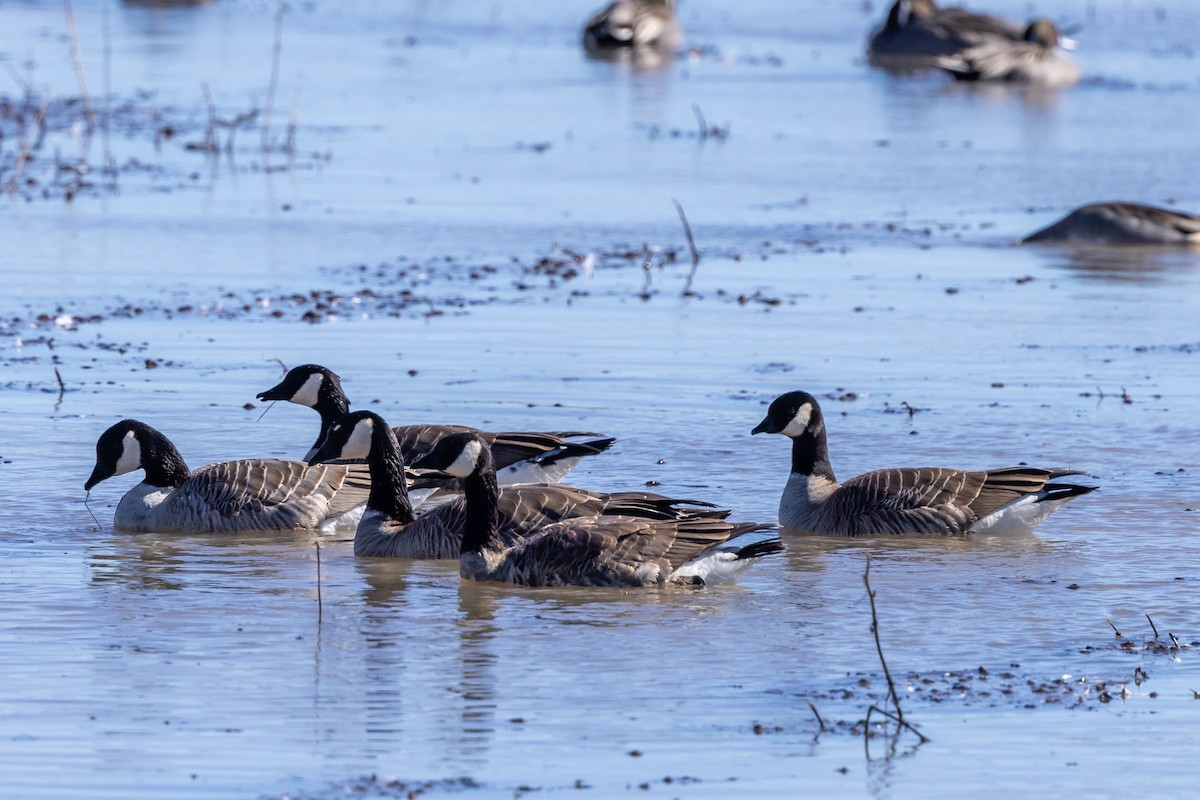 小加拿大雁 - ML645872565