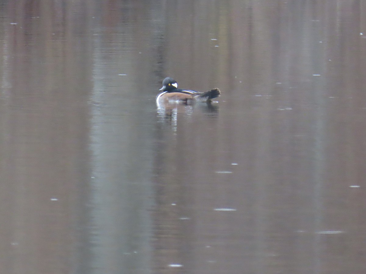Hooded Merganser - ML645872568