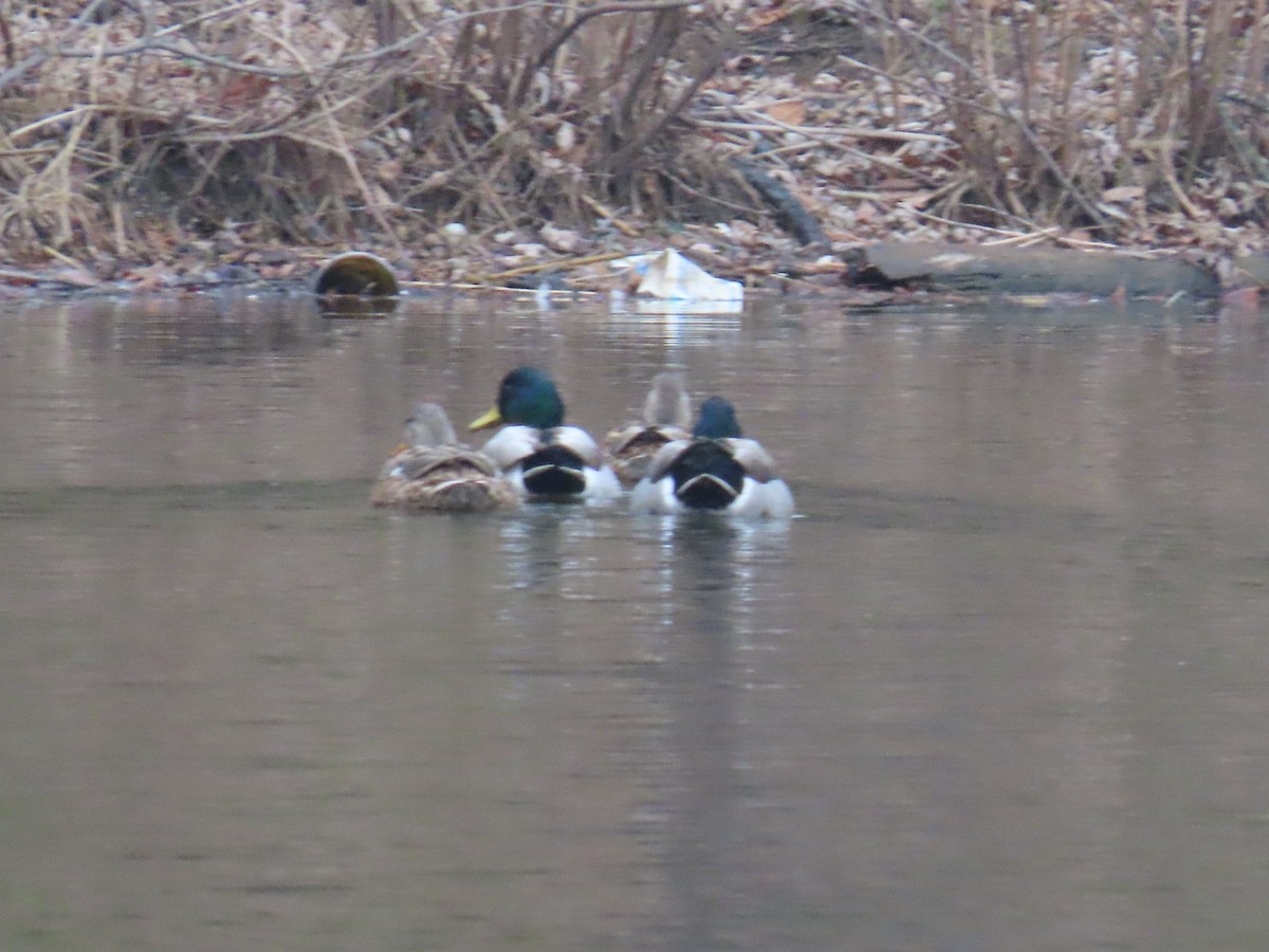 Mallard - ML645872569