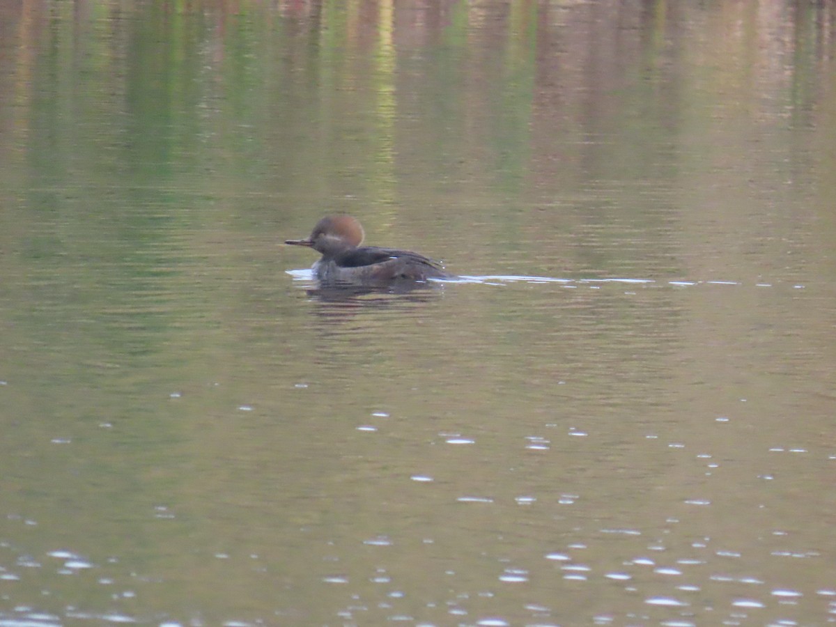 Hooded Merganser - ML645872570