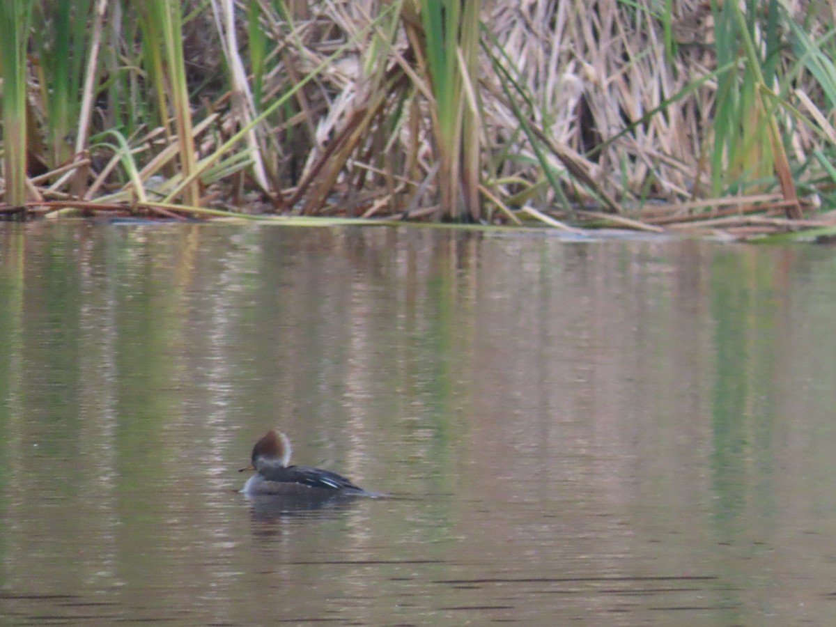 Hooded Merganser - ML645872571