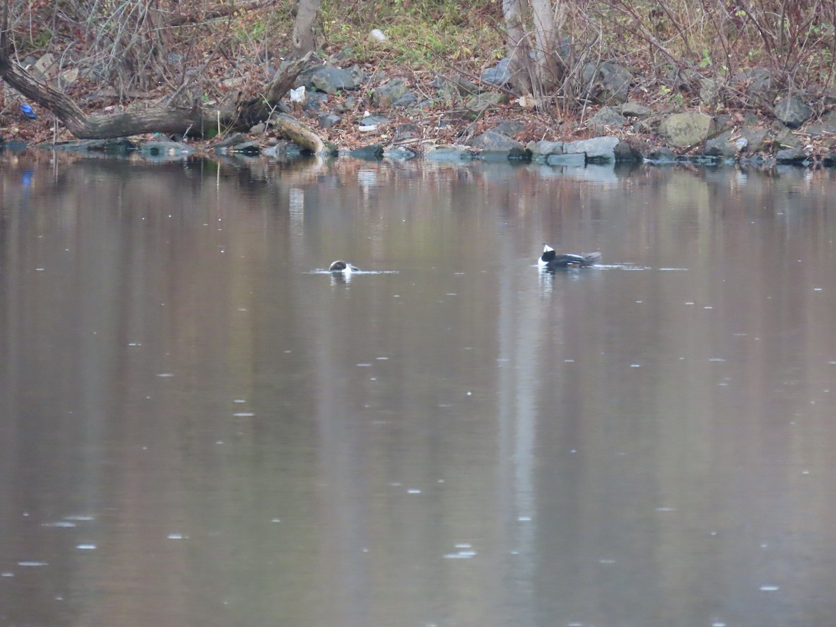Hooded Merganser - ML645872572