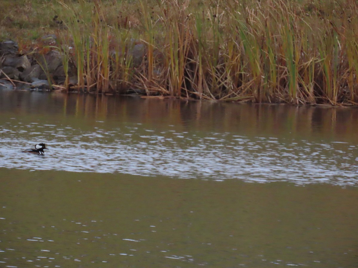 Hooded Merganser - ML645872573