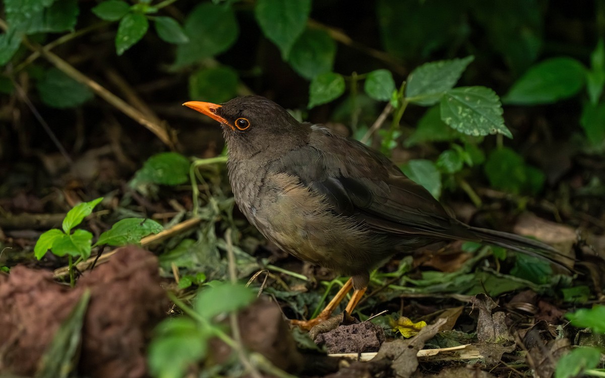 Эфиопский дрозд - ML645872581