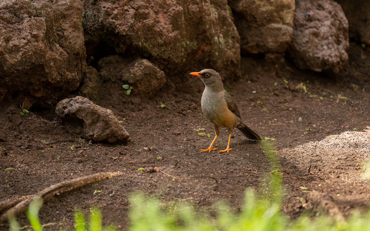 Эфиопский дрозд - ML645872582