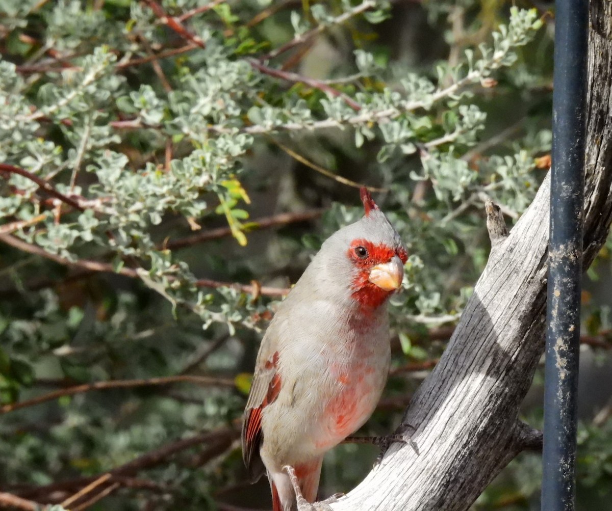 Pyrrhuloxia - ML645872584