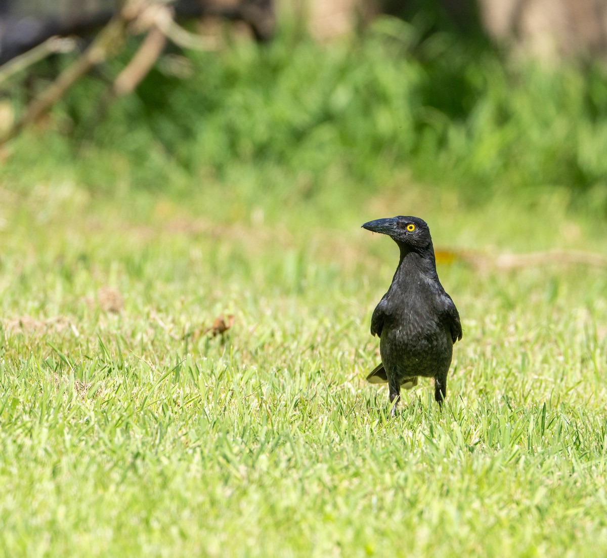 Pied Currawong - ML645872585