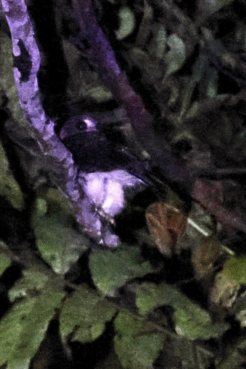 Papuan Owl - ML645872587