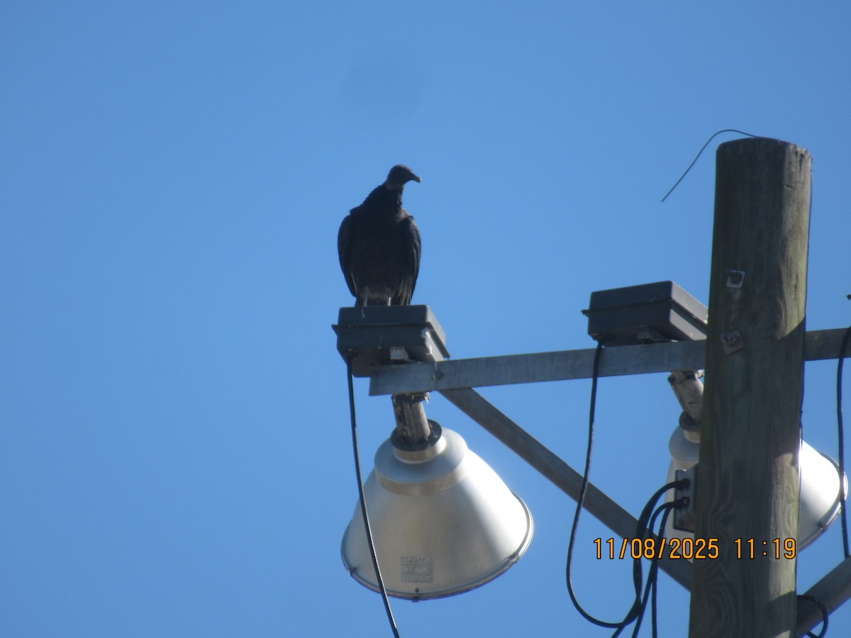 Black Vulture - ML645872596