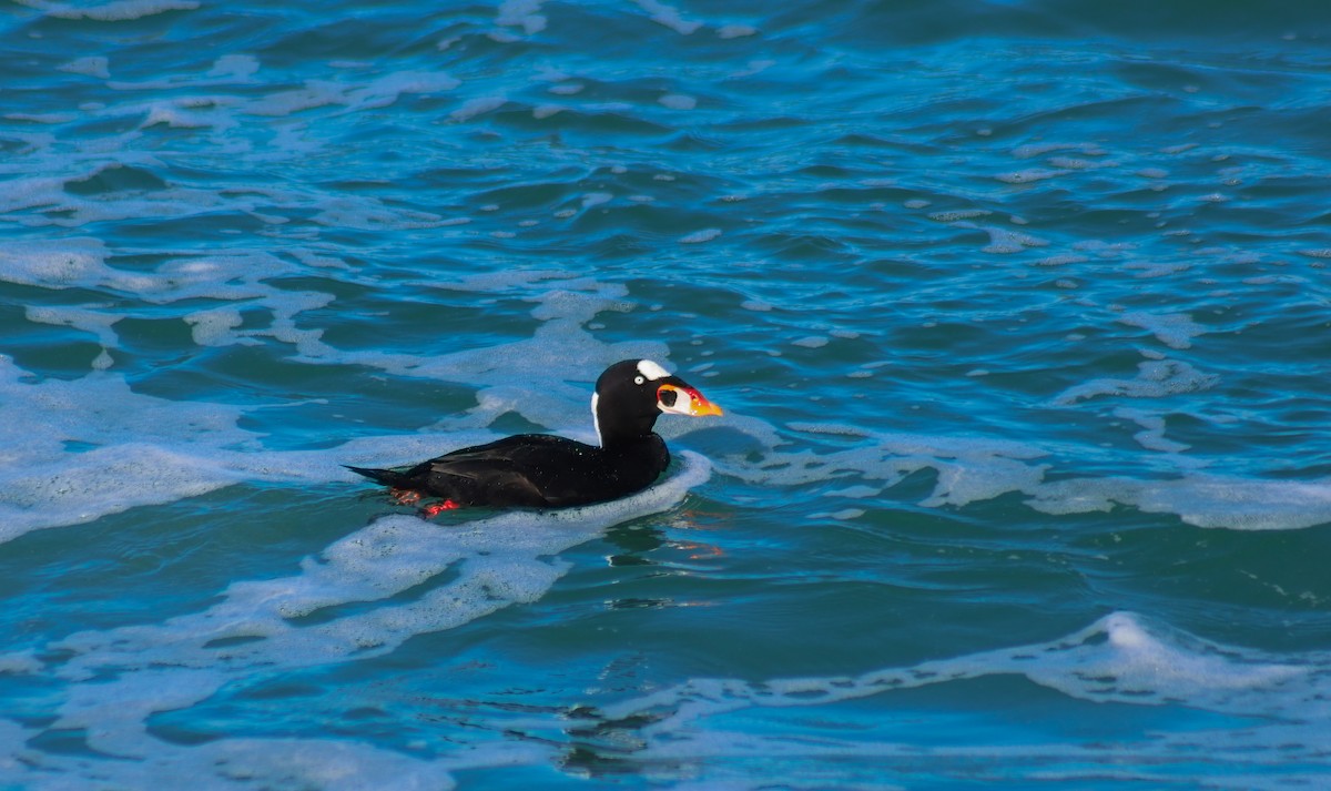 Surf Scoter - ML645872597