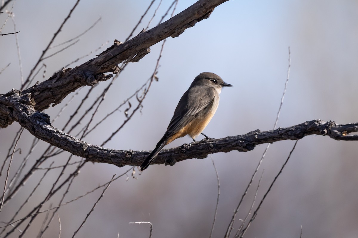 Say's Phoebe - ML645872598