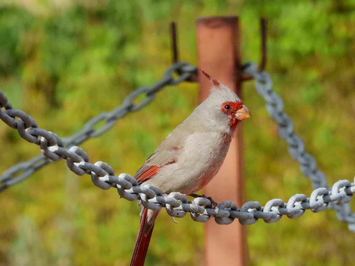 Pyrrhuloxia - ML645872599