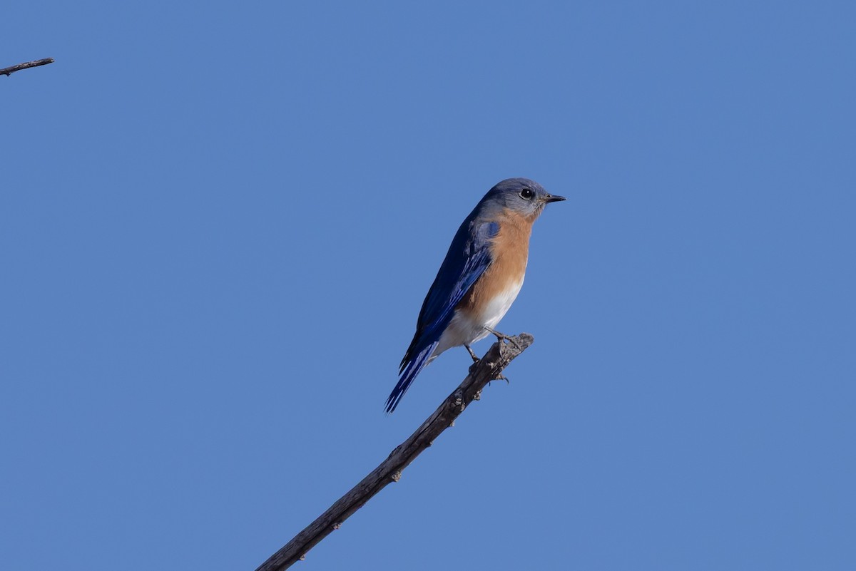 Eastern Bluebird - ML645872600