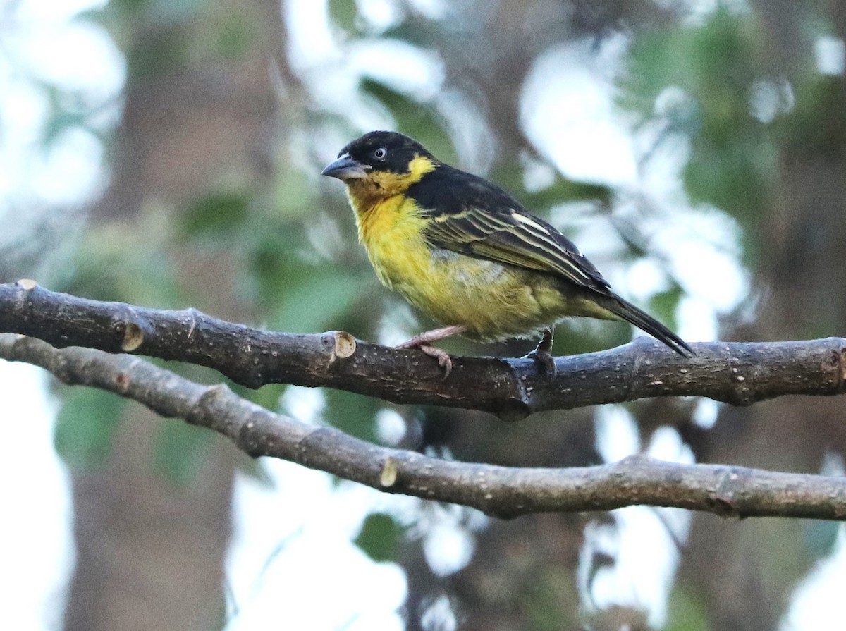 Tejedor Baglafecht - ML645872608