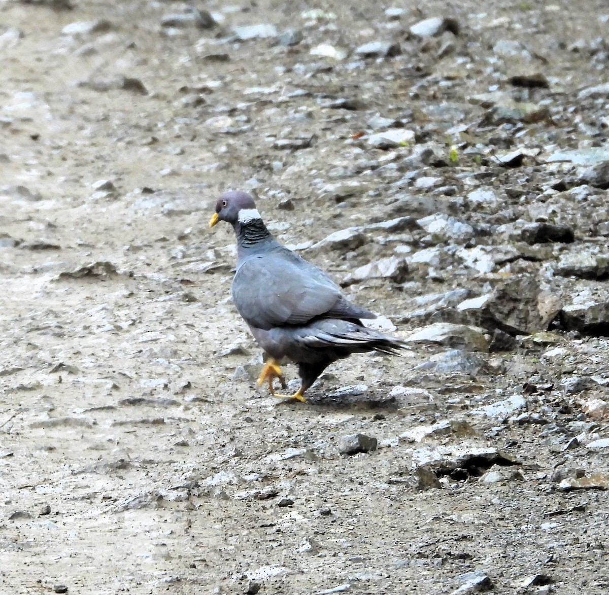 Band-tailed Pigeon - ML645872619
