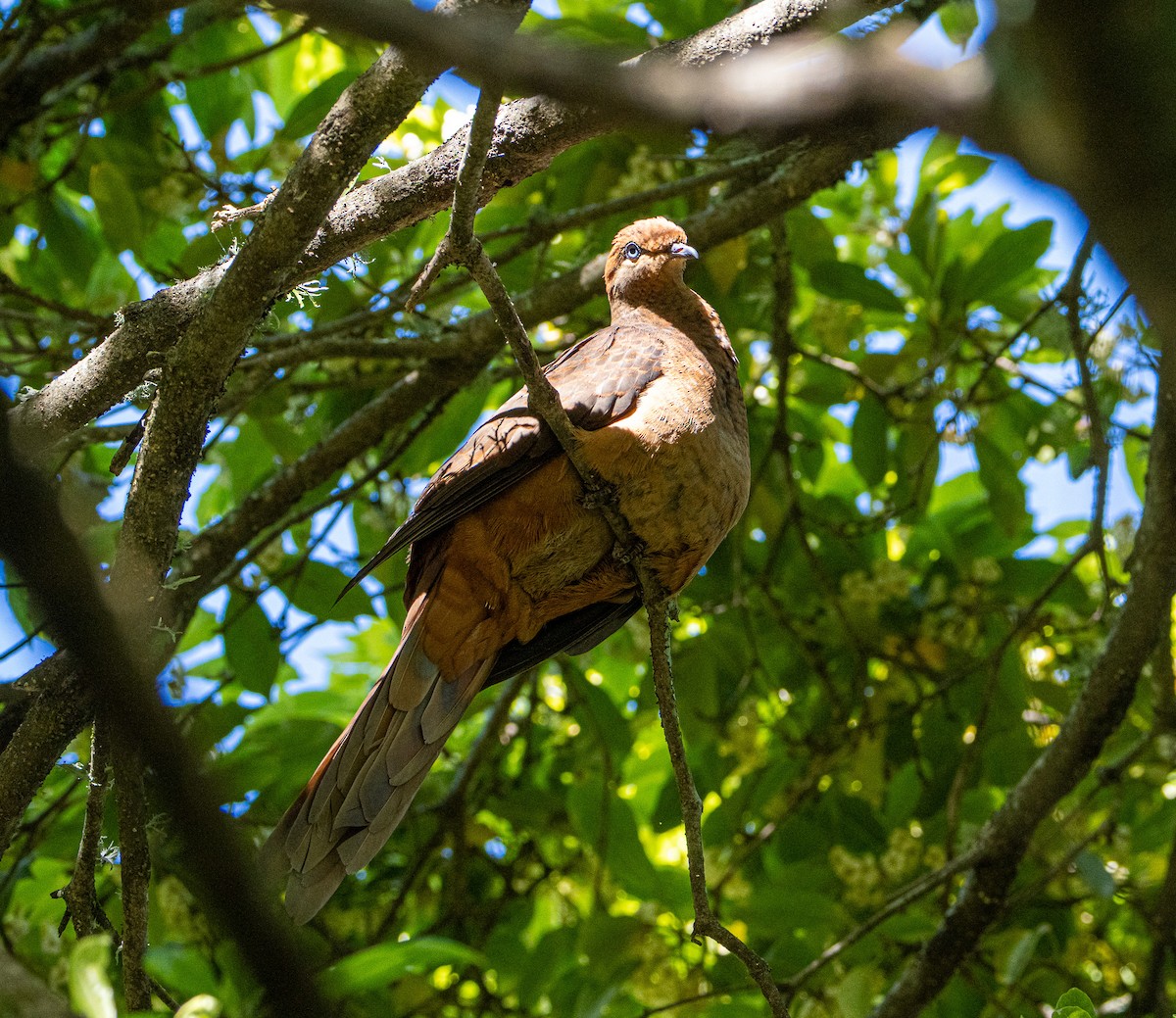 Brown Cuckoo-Dove - ML645872621