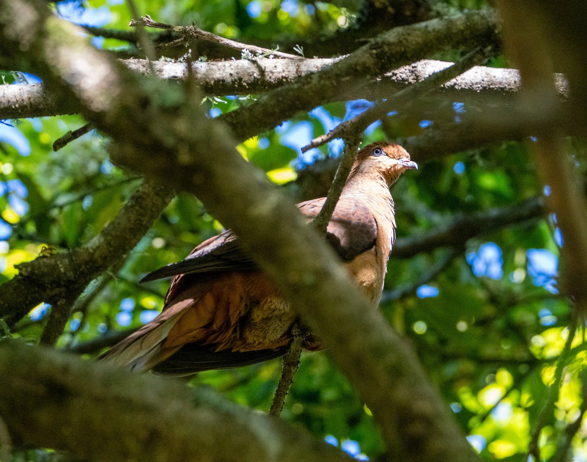 Brown Cuckoo-Dove - ML645872622