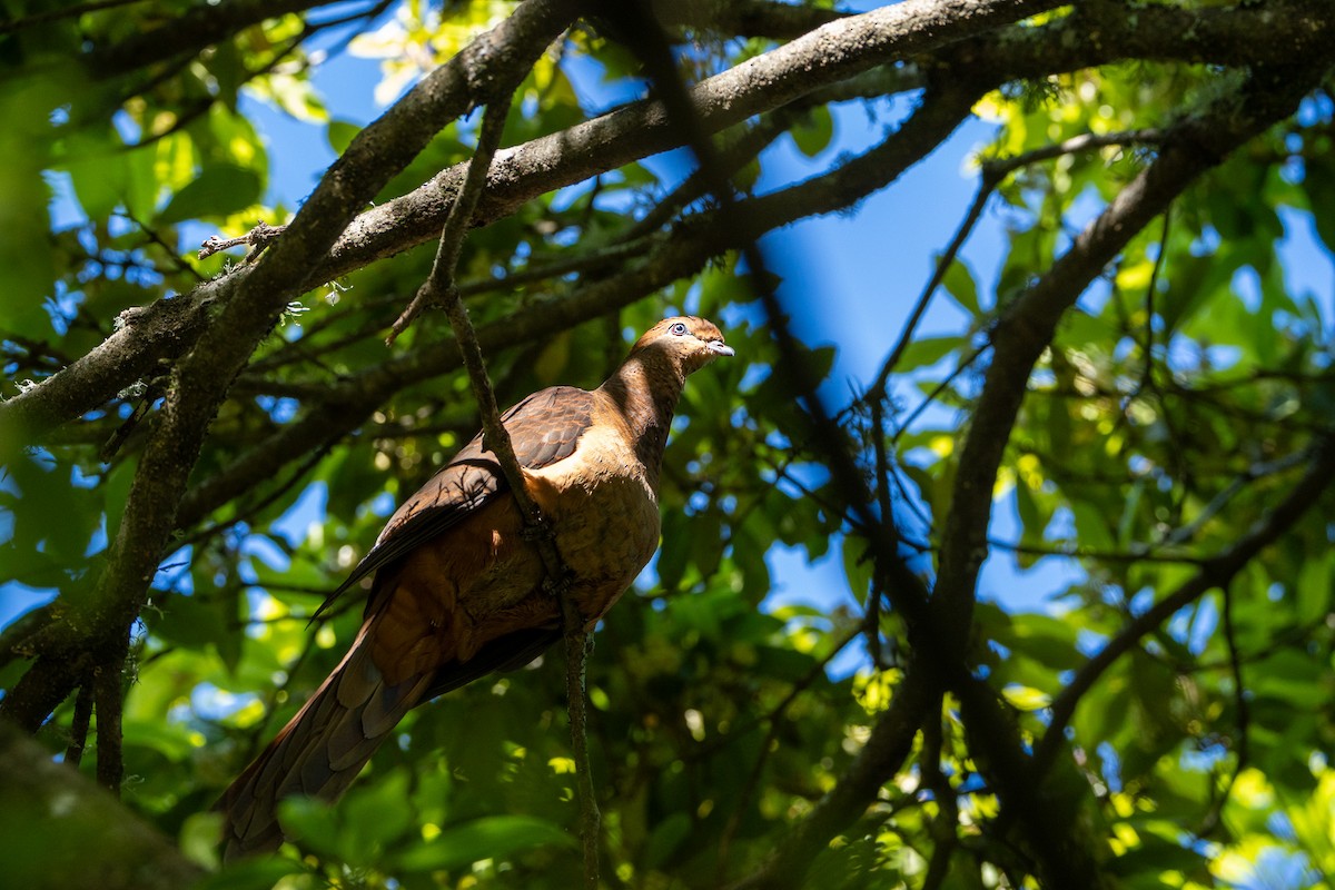 Brown Cuckoo-Dove - ML645872623