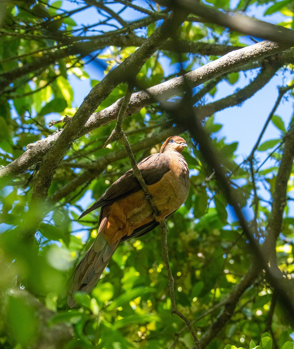 Brown Cuckoo-Dove - ML645872624