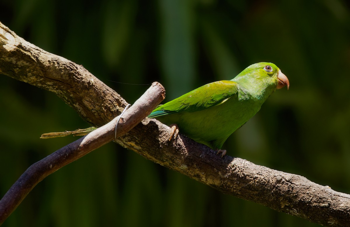 Plain Parakeet - ML645872628