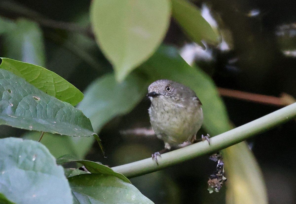 Mountain Thornbill - ML645872629