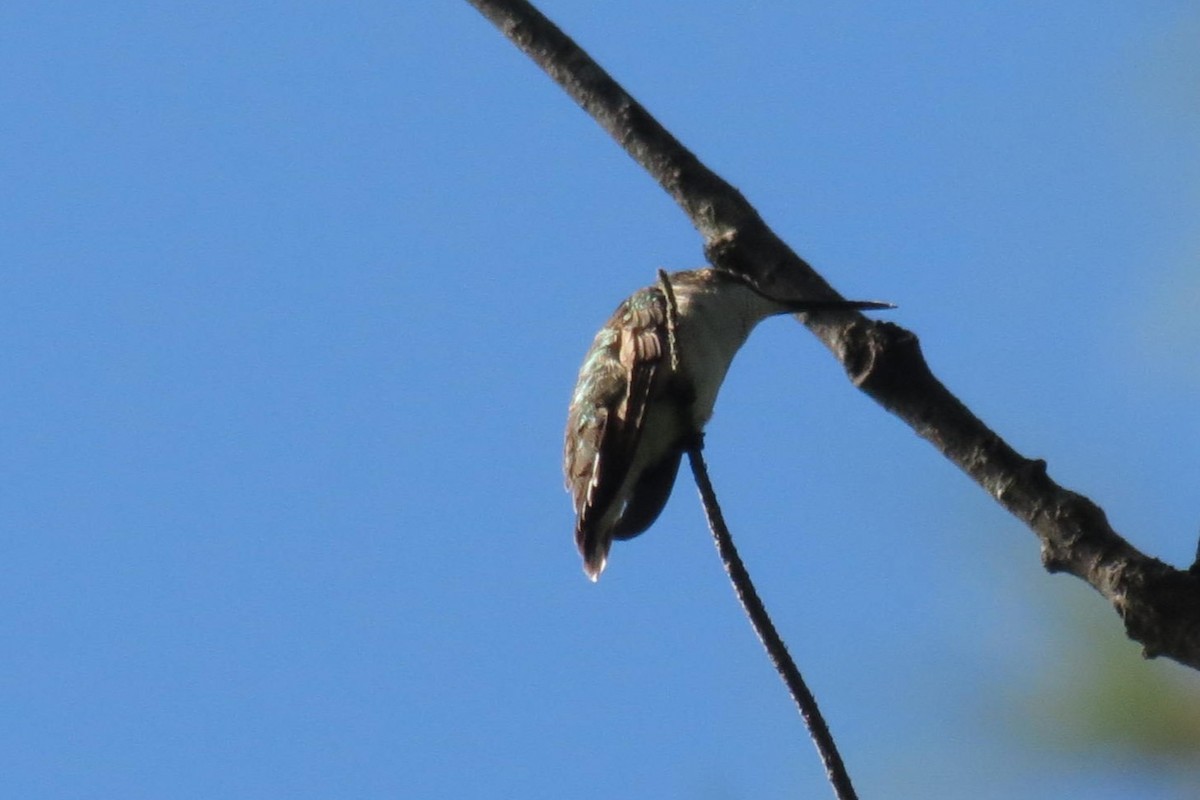 Ruby-throated Hummingbird - ML645872633