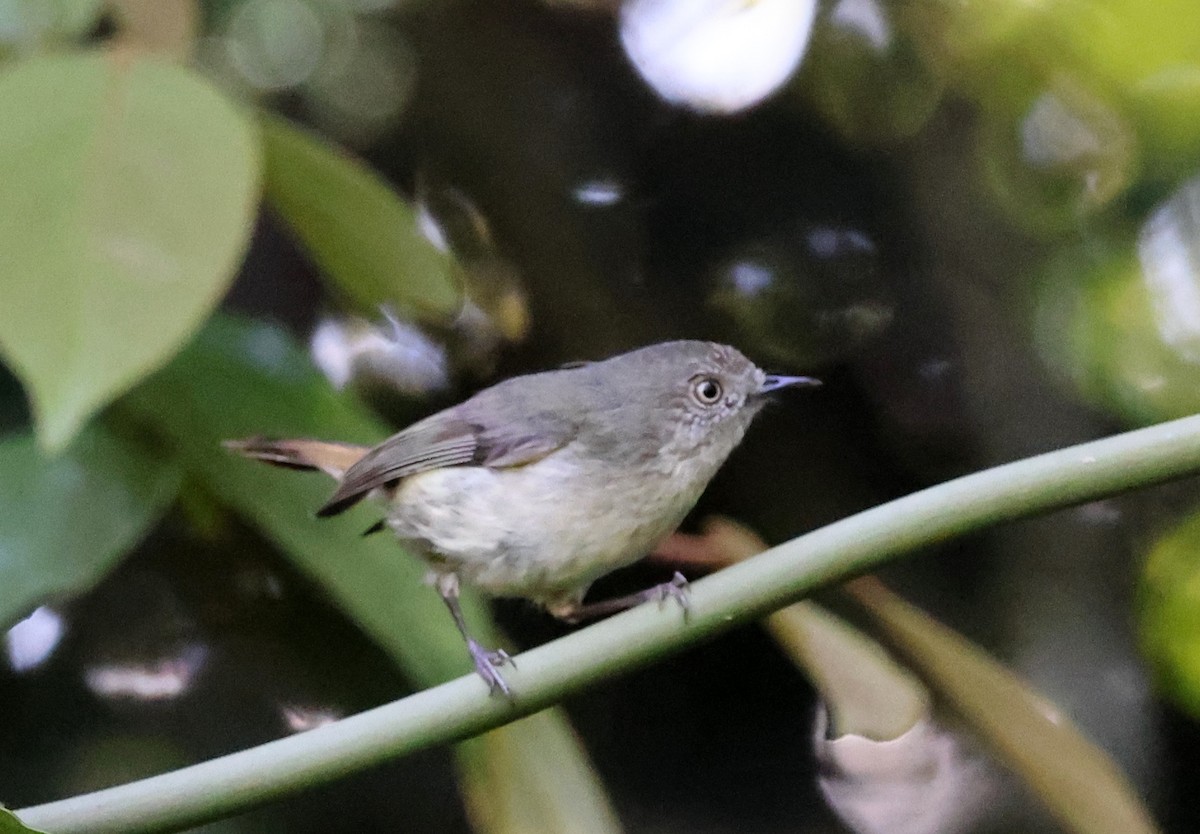 Mountain Thornbill - ML645872634