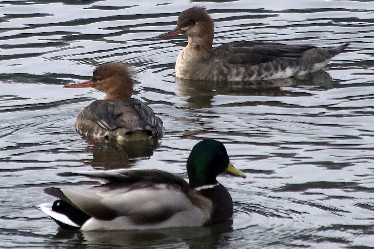 Zerra ertaina - ML645872636