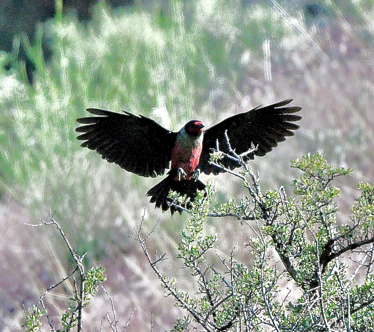 Blutgesichtspecht - ML645872640