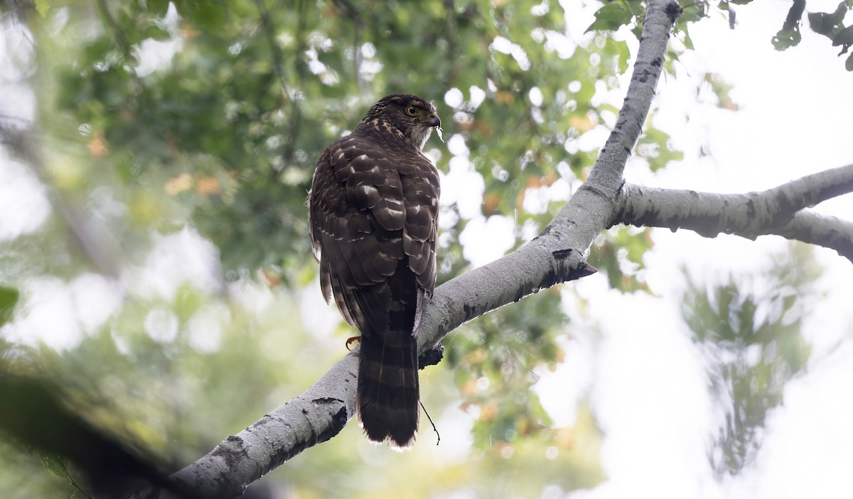 Chilean Hawk - ML645872642