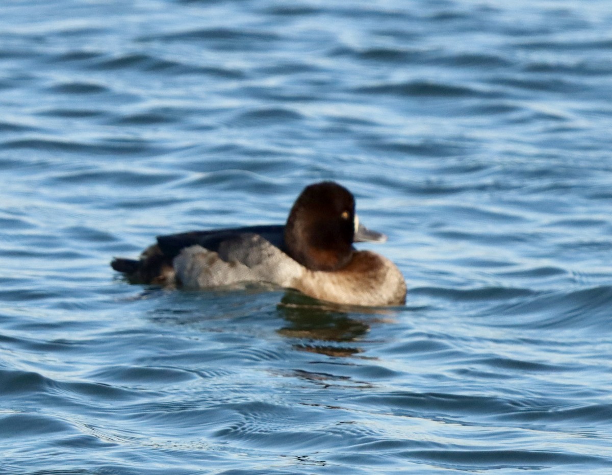 コスズガモ - ML645872651