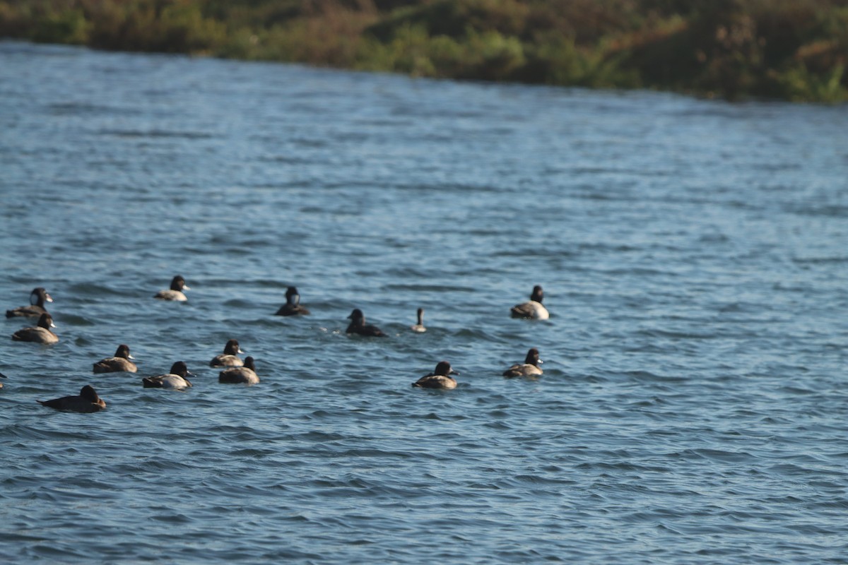 コスズガモ - ML645872652