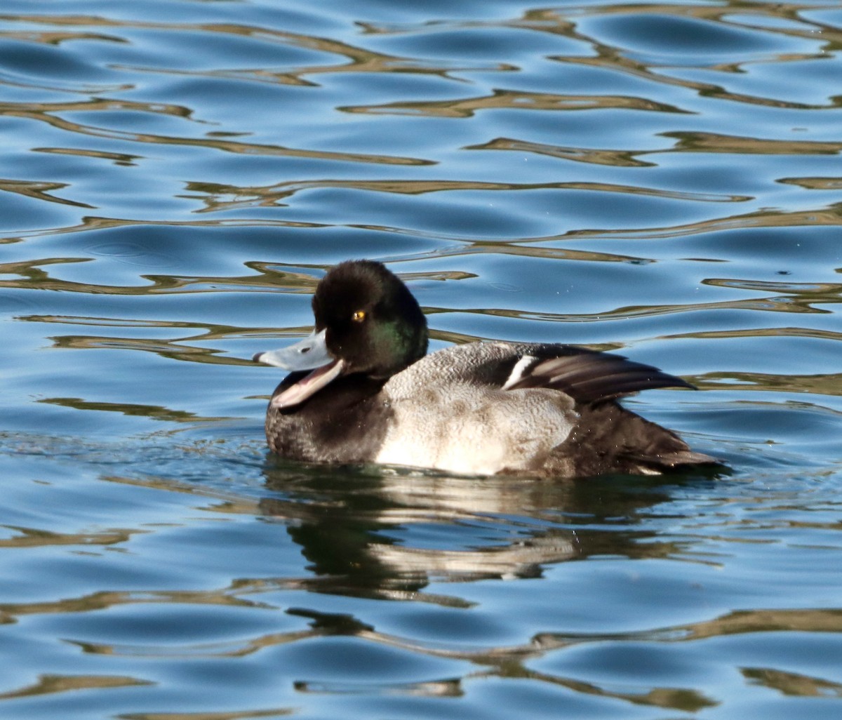 コスズガモ - ML645872653