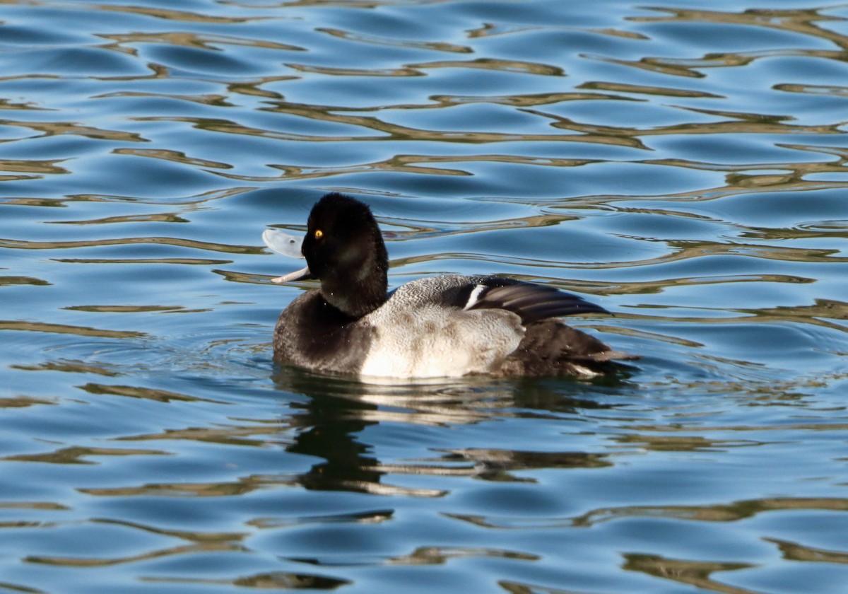 Малая морская чернеть - ML645872654