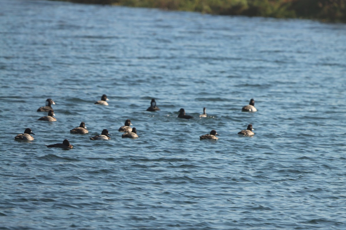 コスズガモ - ML645872655