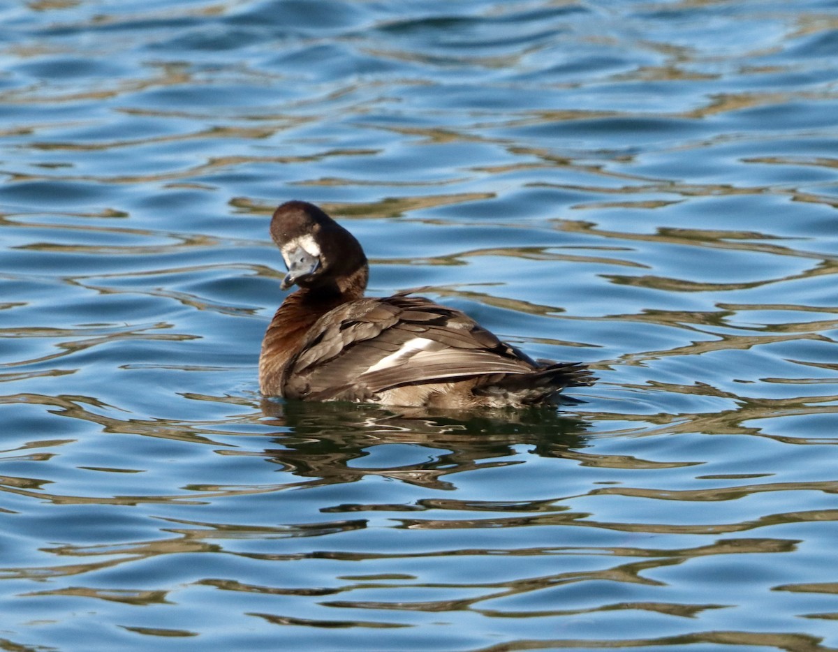 コスズガモ - ML645872656